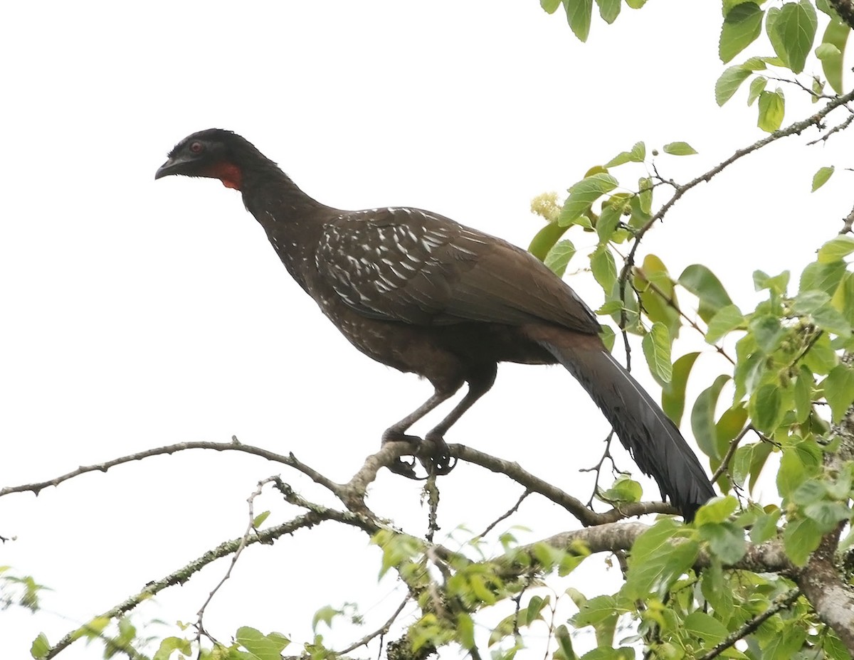 Pénélope des yungas - ML451590271