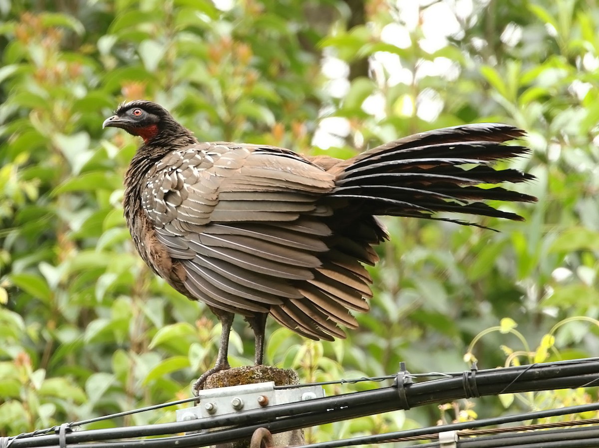 Pava de las Yungas - ML451590281