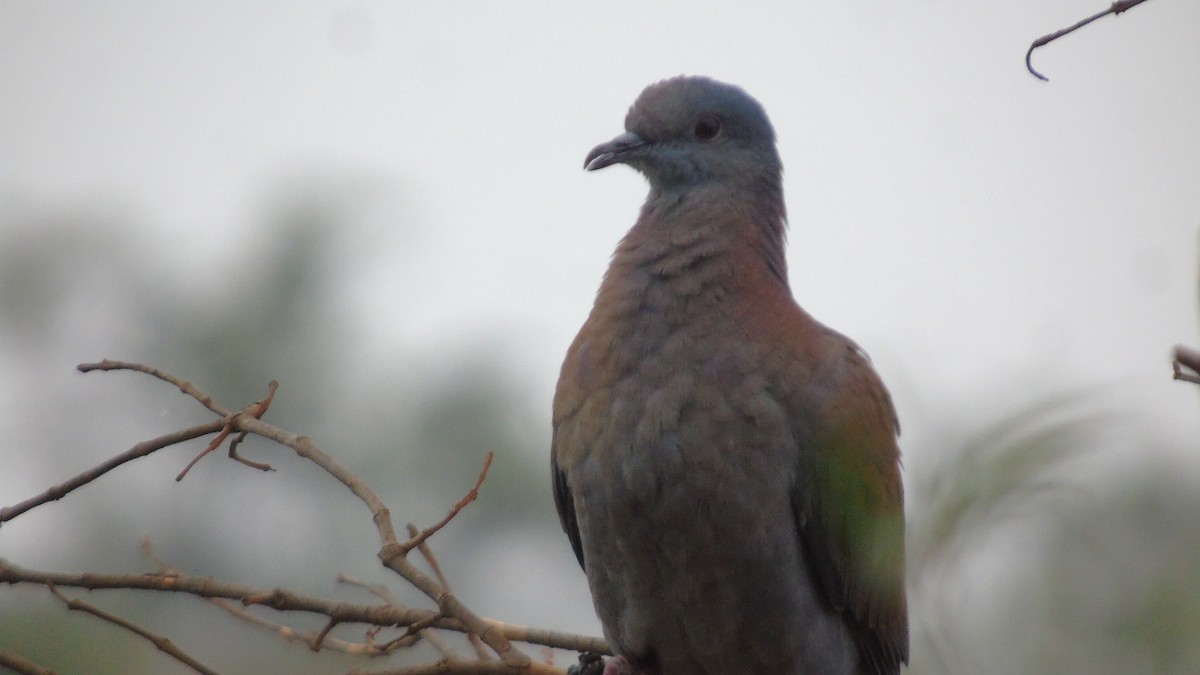Pale-vented Pigeon - ML451590401
