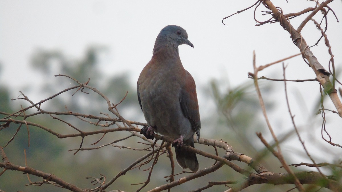Pale-vented Pigeon - ML451590421