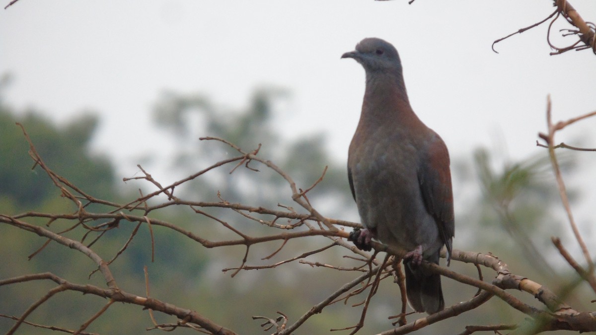 Pale-vented Pigeon - ML451590441