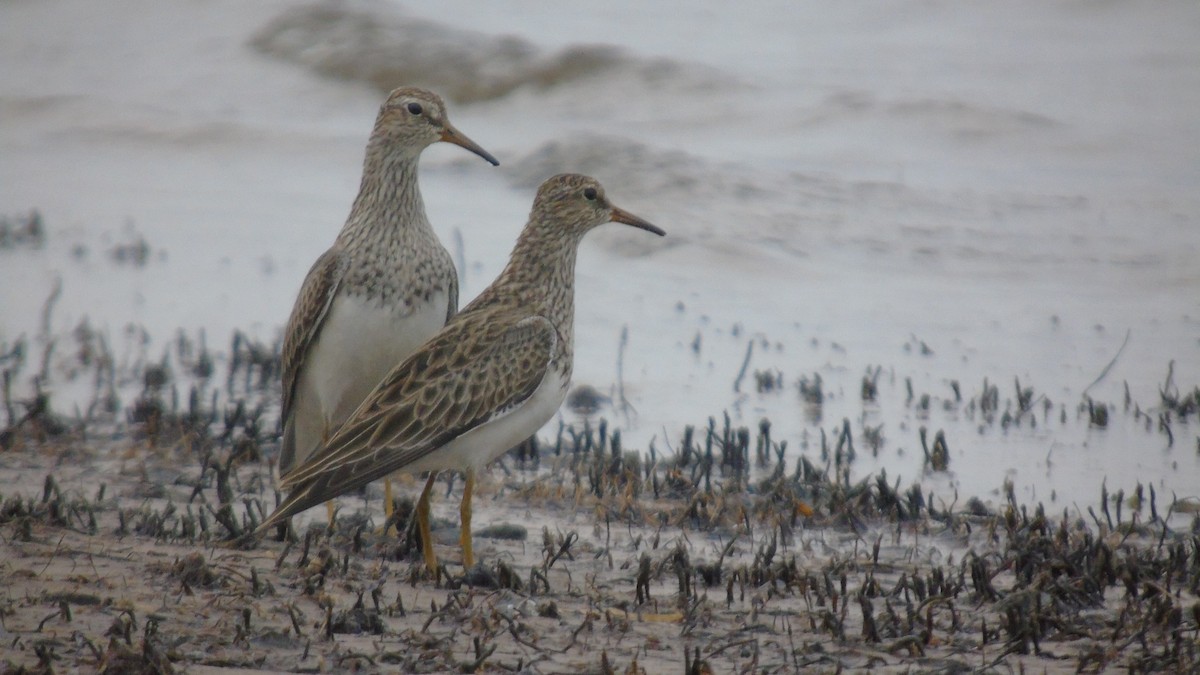 Pectoral Sandpiper - ML451590591