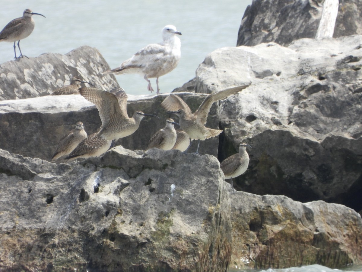 Hudsonian Whimbrel - ML451590821