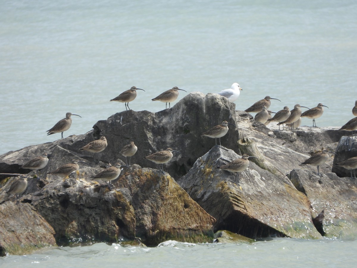 Hudsonian Whimbrel - ML451590831