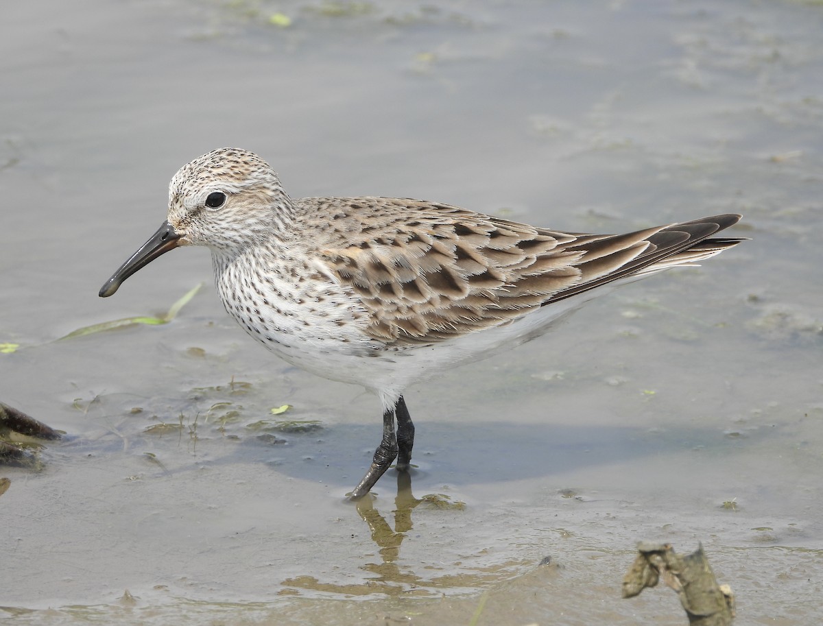 White-rumped Sandpiper - ML451590871