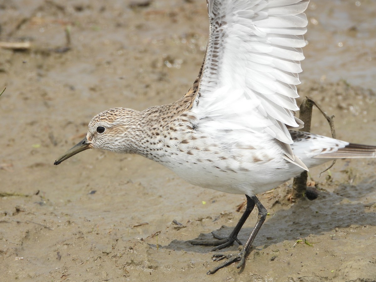 White-rumped Sandpiper - ML451590911
