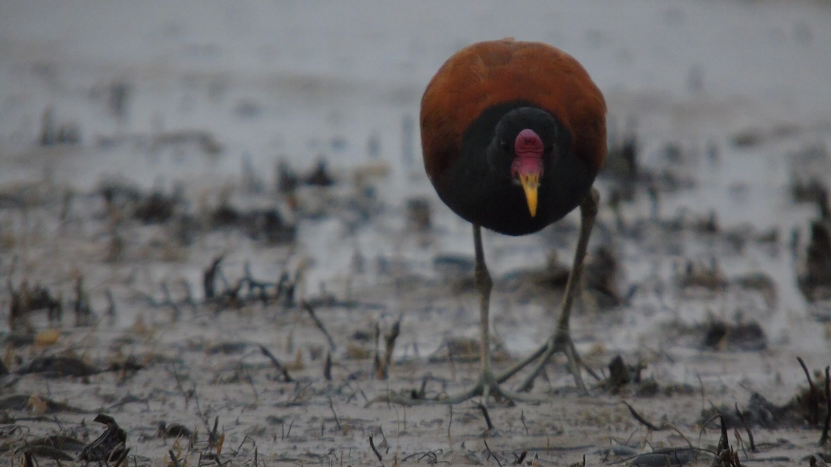 Wattled Jacana - ML451590921