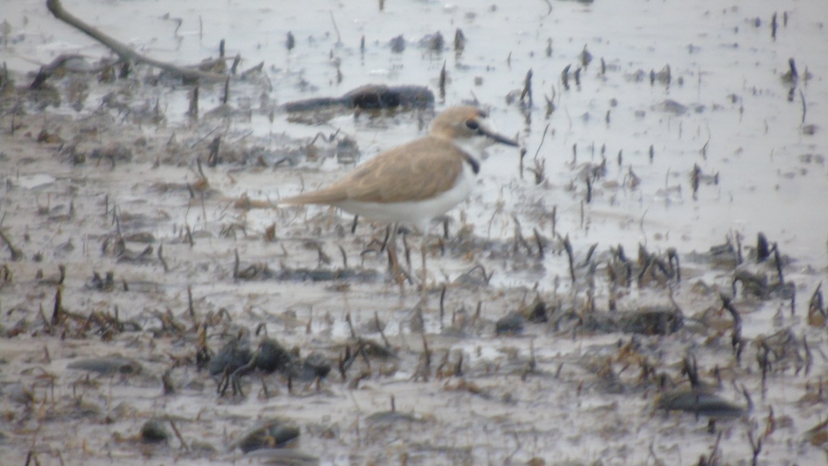 Collared Plover - ML451590951