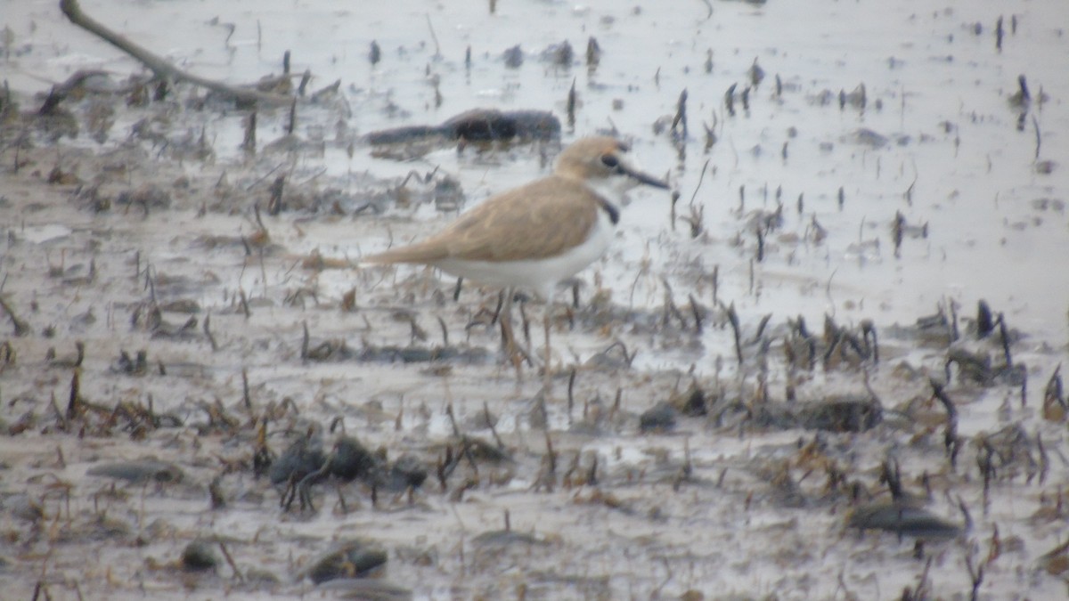 Collared Plover - ML451590951