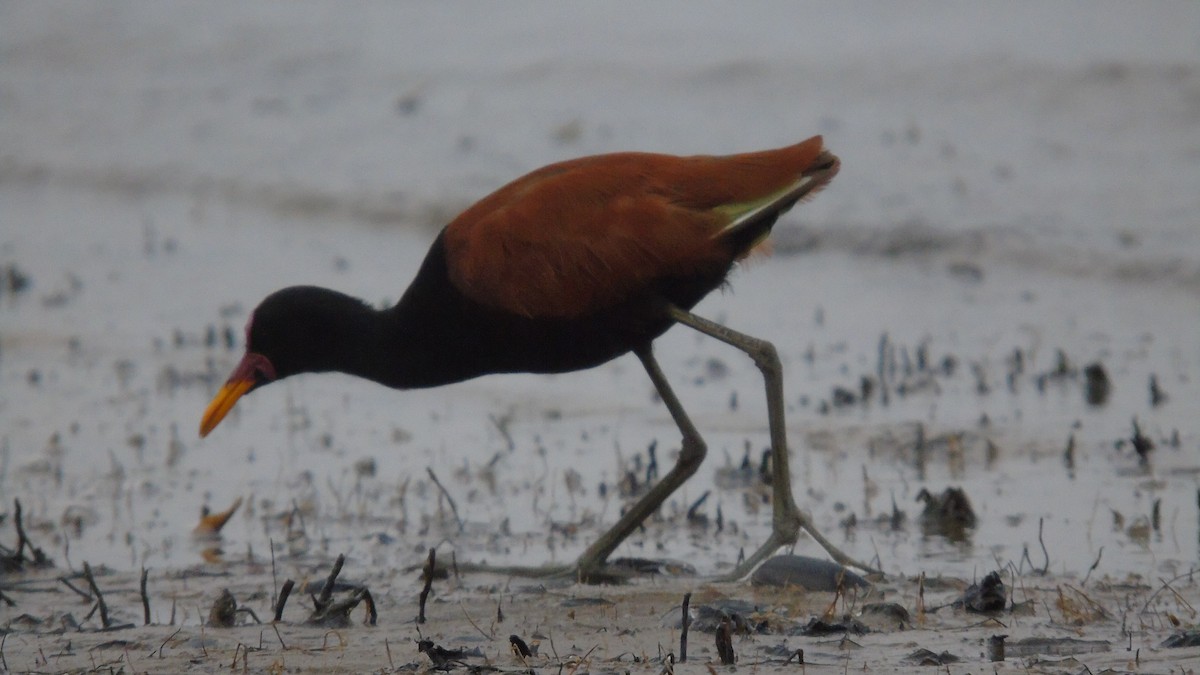 Wattled Jacana - ML451590991