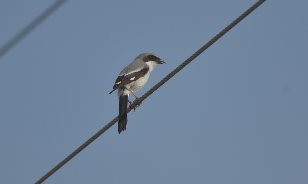 Loggerhead Shrike - ML451591691