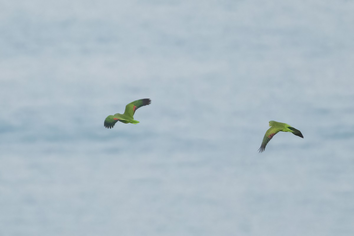 Lilac-crowned Parrot - ML451592751