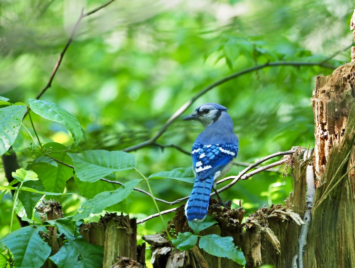 Chara Azul - ML451592951