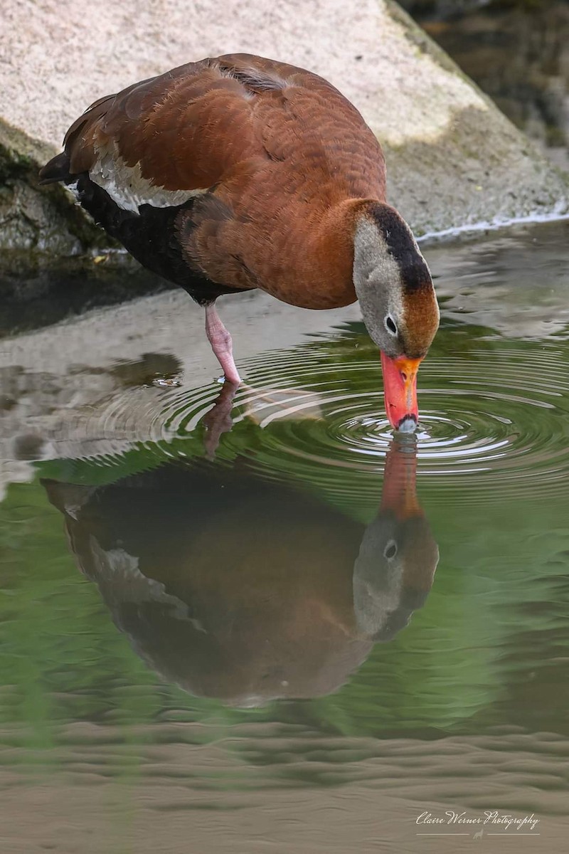 Black-bellied Whistling-Duck - Claire Werner