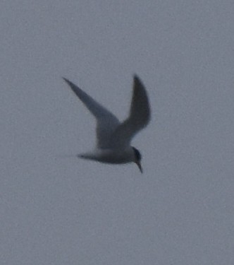 Forster's Tern - ML451593611