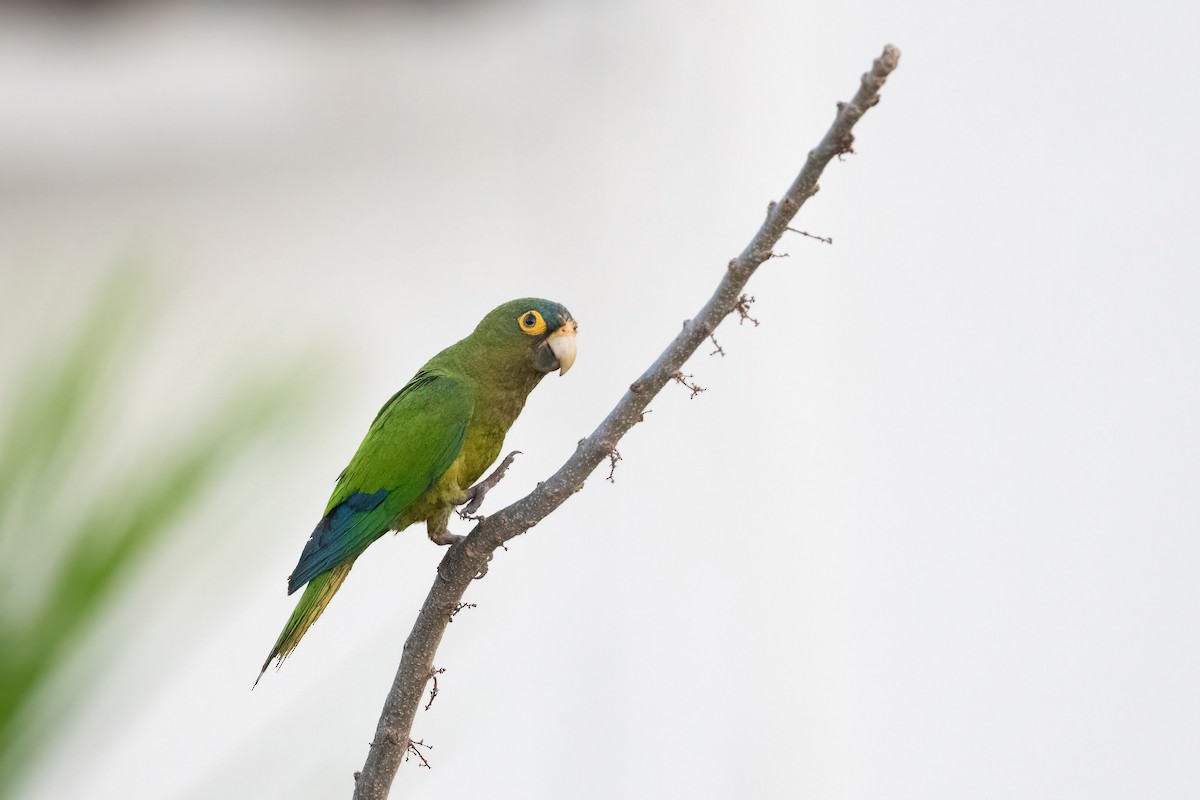 Aratinga Frentinaranja - ML451593761