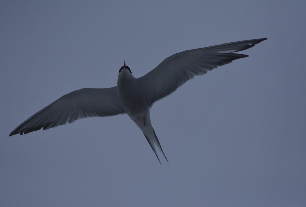 Forster's Tern - ML451593781