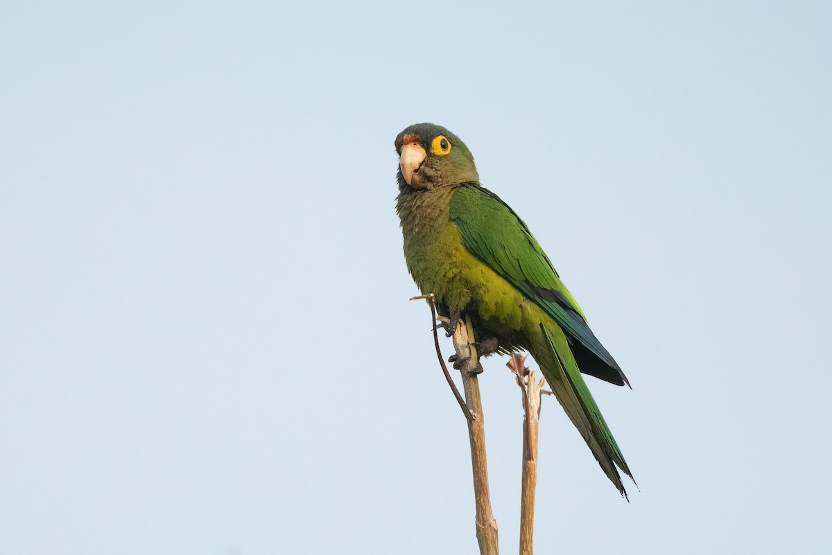 Aratinga Frentinaranja - ML451594561