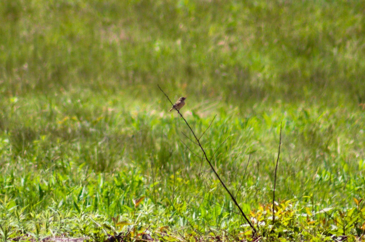 Grasshopper Sparrow - ML451594761