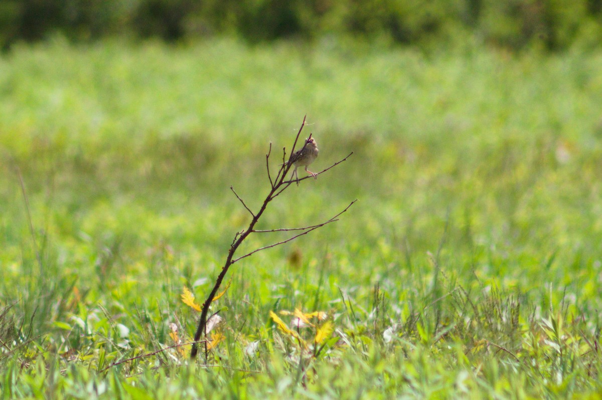 Grasshopper Sparrow - ML451594771