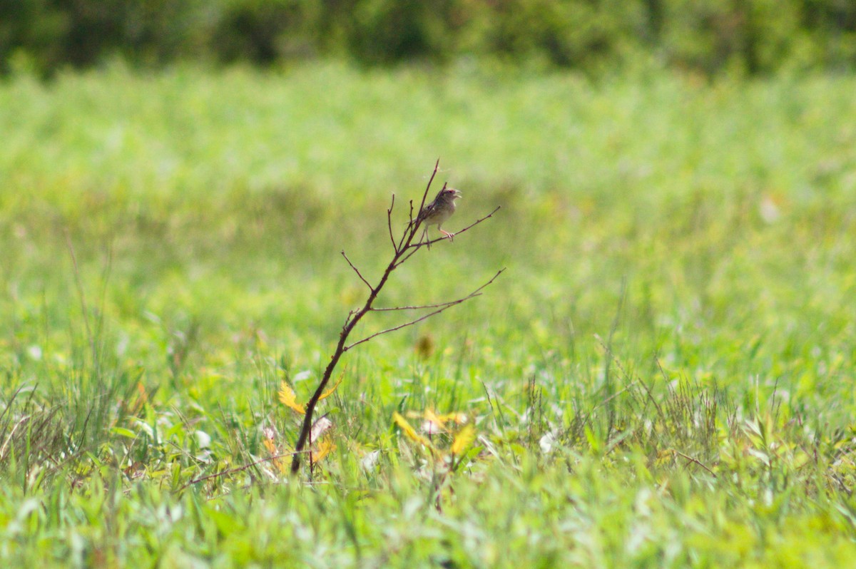 Grasshopper Sparrow - ML451594781