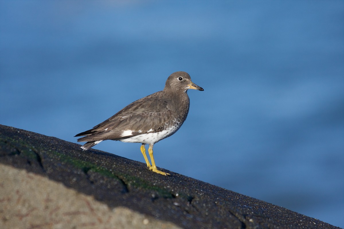 Surfbird - ML45159541