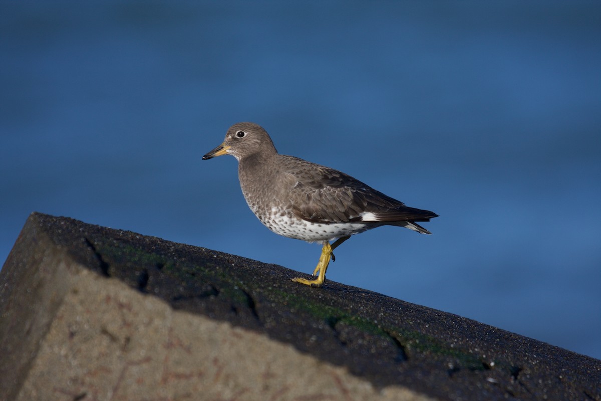 Surfbird - ML45159551