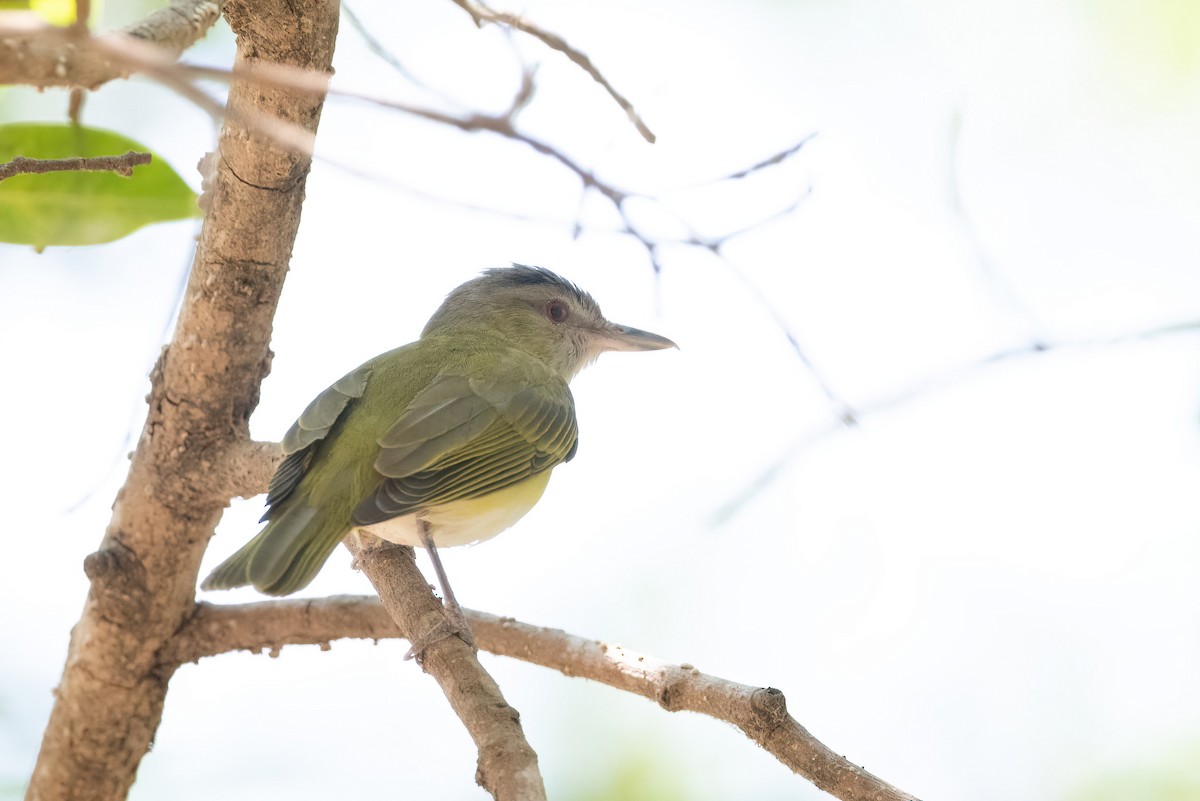 gulsidevireo - ML451595811