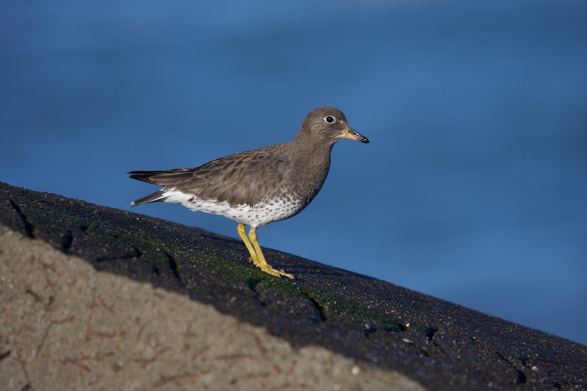 Surfbird - Matt Brady