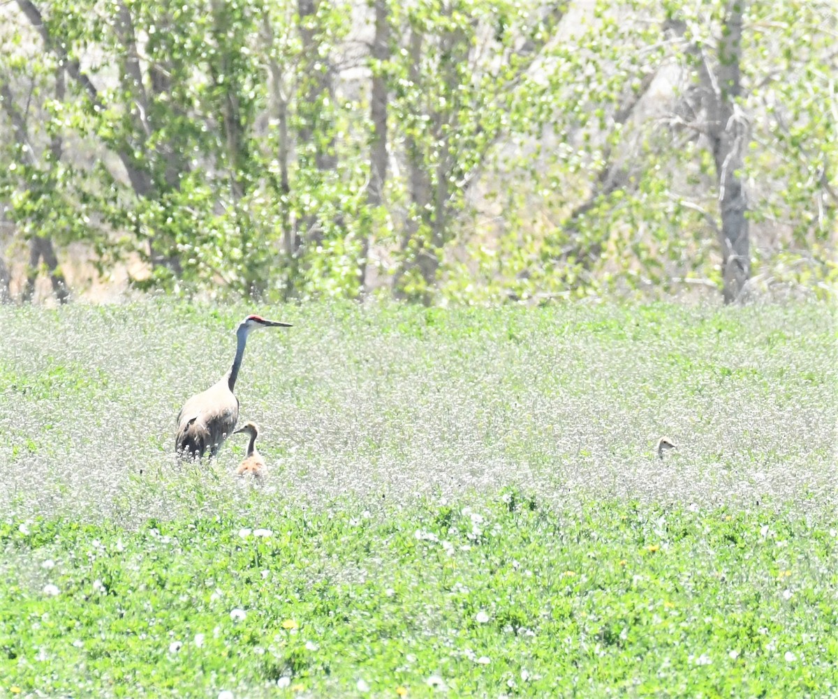 Sandhill Crane - ML451596541