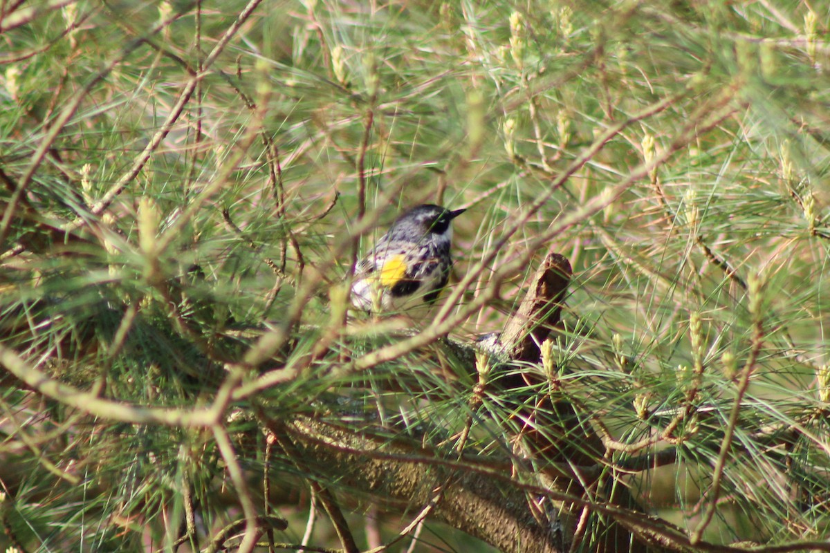 Yellow-rumped Warbler - Garrett Layne