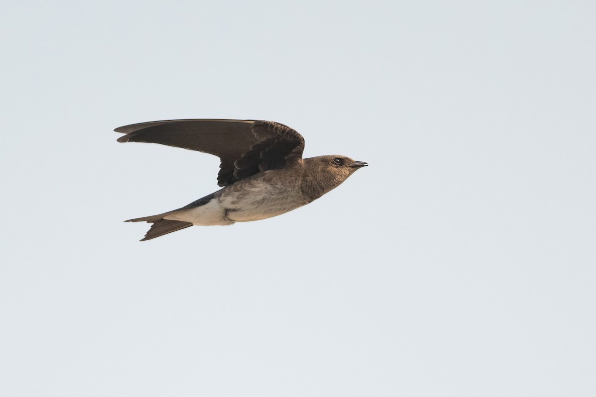 Gray-breasted Martin - ML451596951