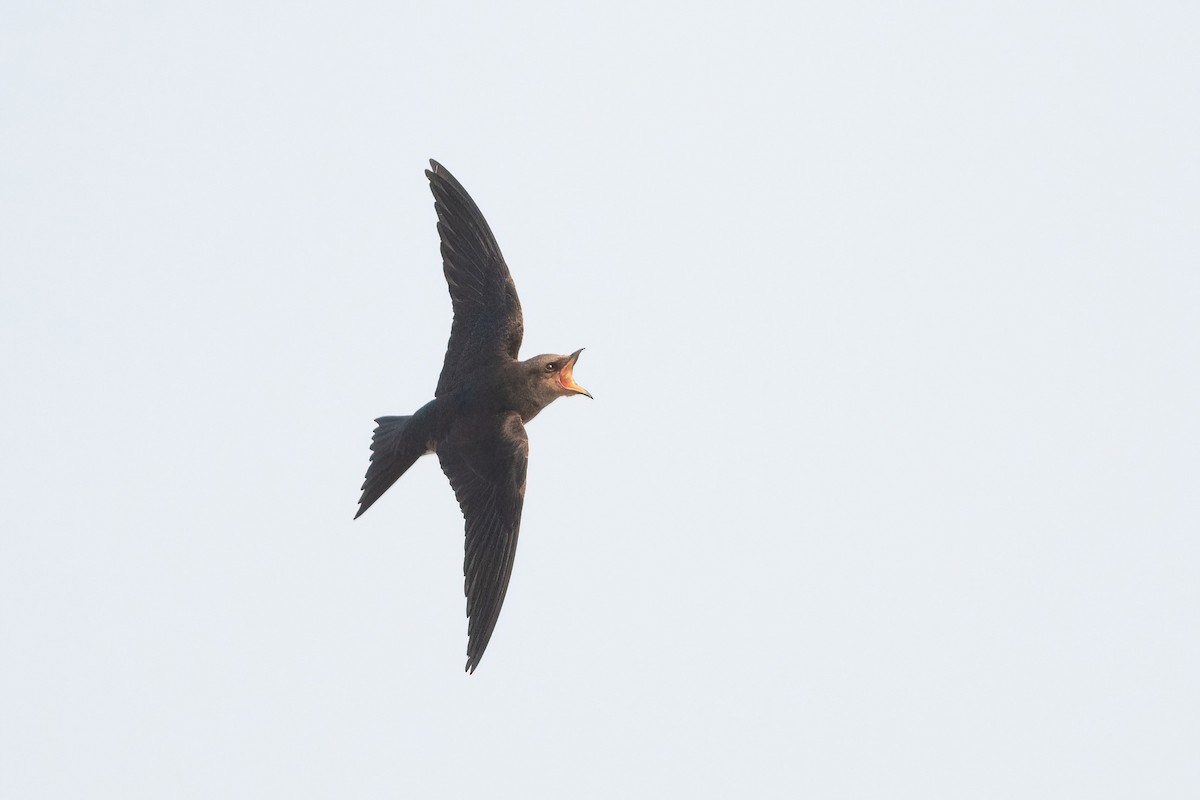 Gray-breasted Martin - ML451596961