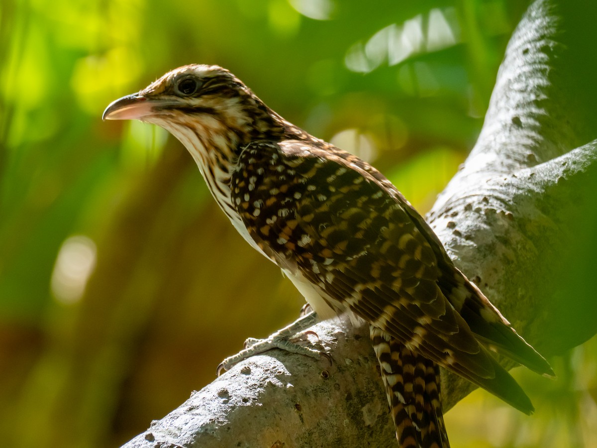 Long-tailed Koel - ML451597661