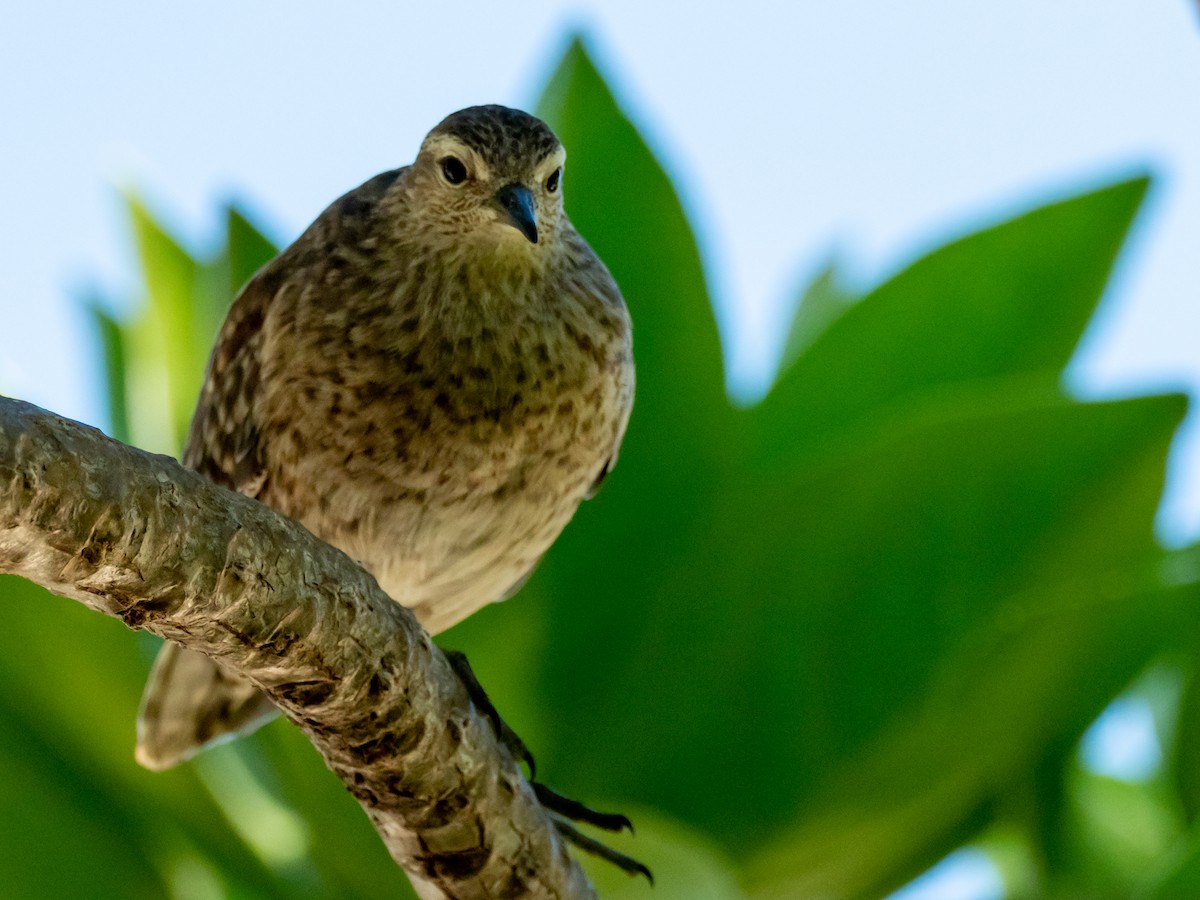 Tuamotu Sandpiper - ML451597701