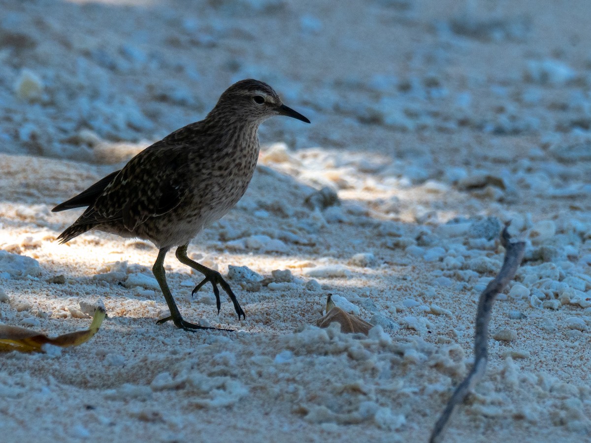 Tuamotu Sandpiper - ML451597771