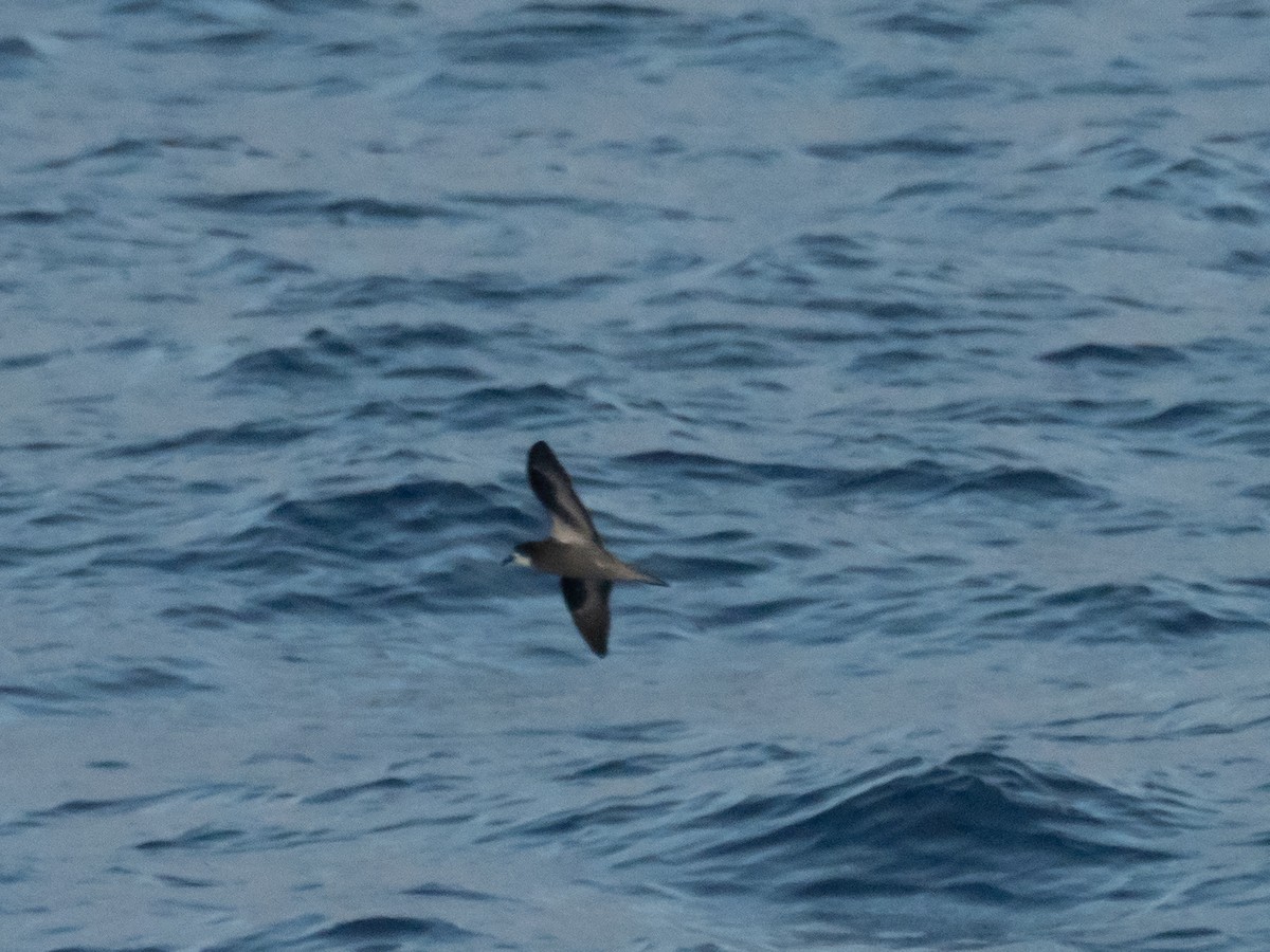 Collared Petrel - Mike Greenfelder