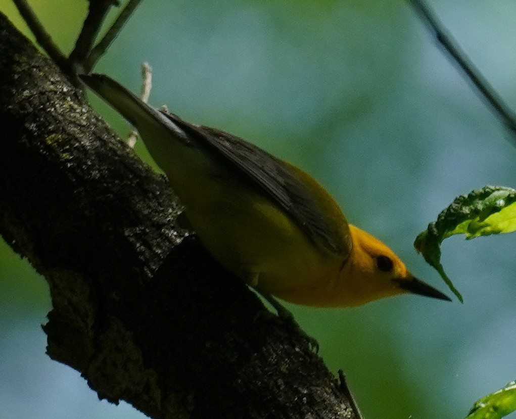 Prothonotary Warbler - ML451600261