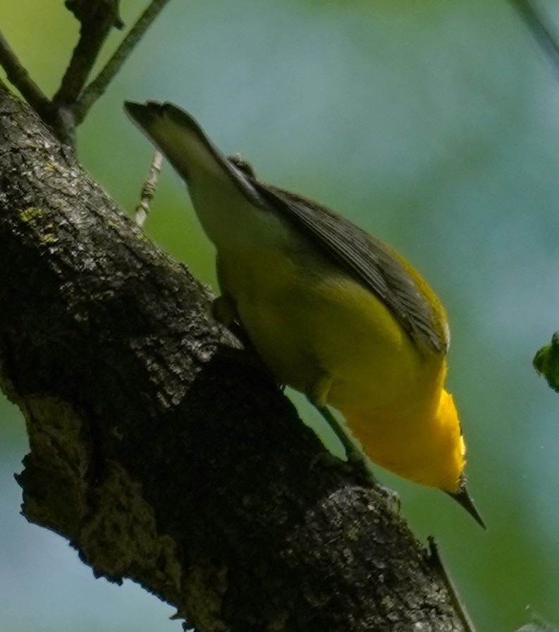 Prothonotary Warbler - ML451600291