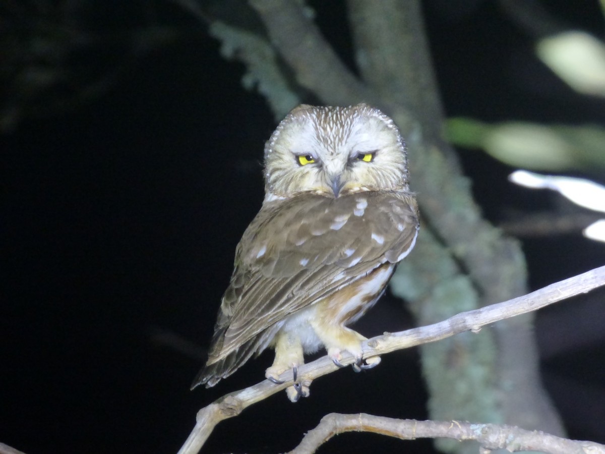 Northern Saw-whet Owl - ML451600571