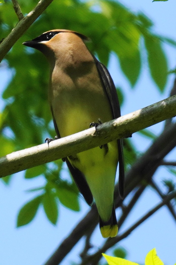 Cedar Waxwing - ML451600911