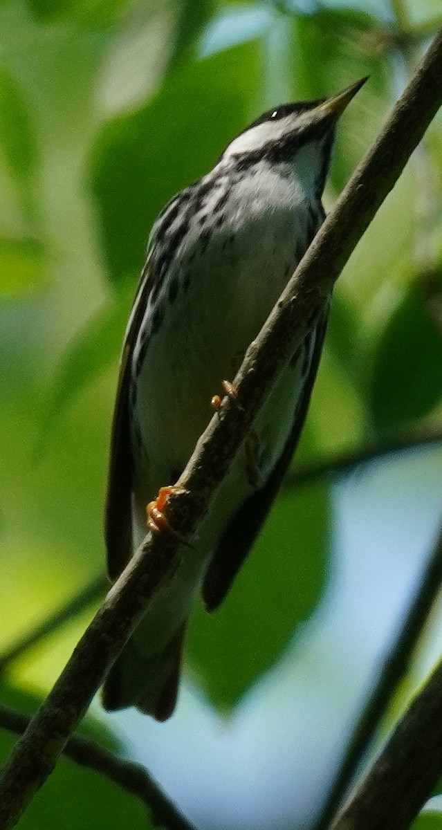 Blackpoll Warbler - ML451601531