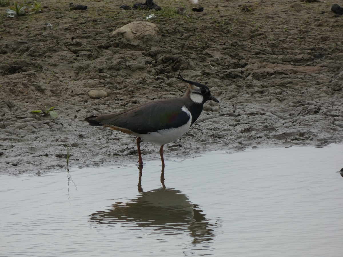 Northern Lapwing - Keith Robson