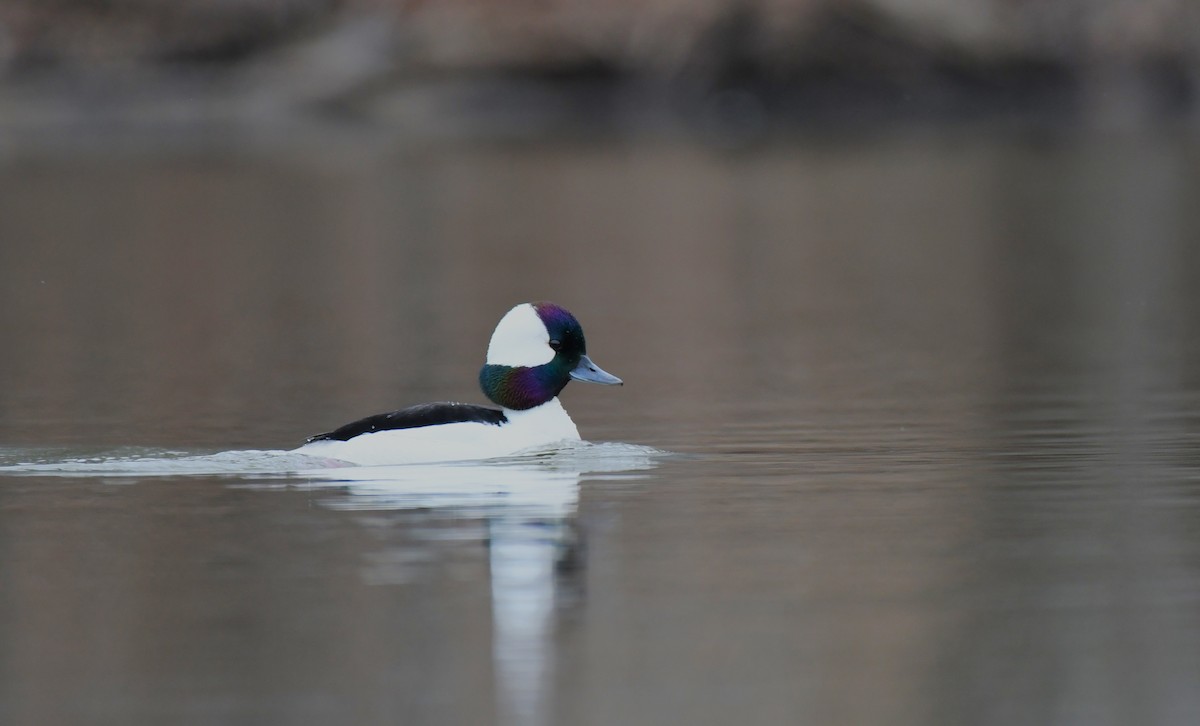 Bufflehead - ML451602161