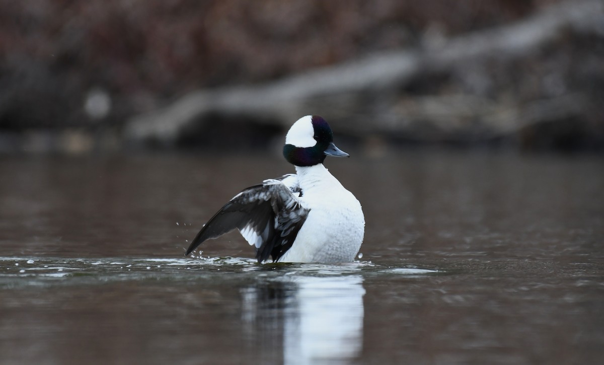 Bufflehead - ML451602181