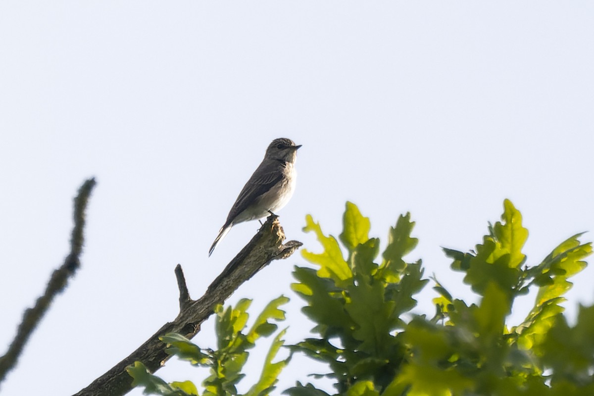 Spotted Flycatcher - Magnus Andersson