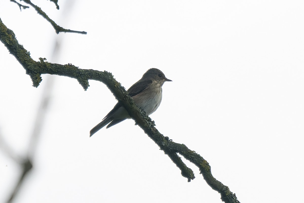 Spotted Flycatcher - ML451602251