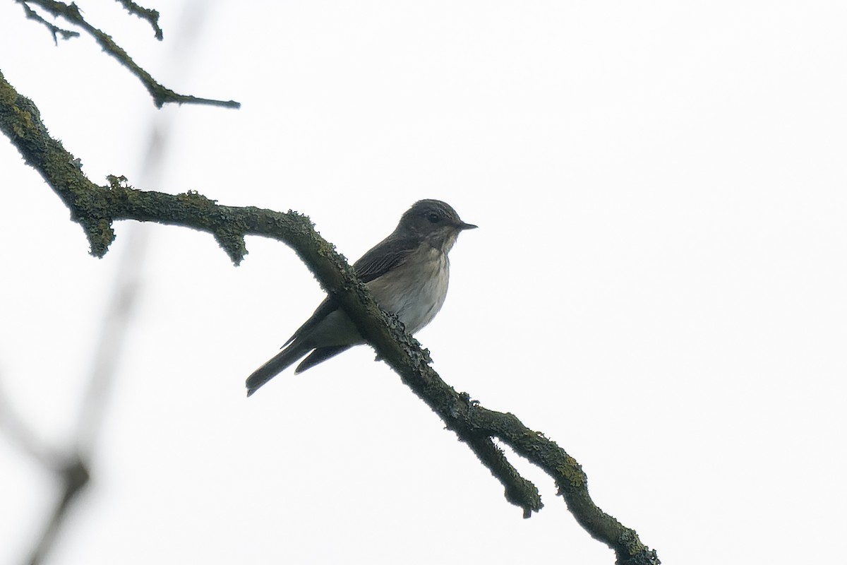 Spotted Flycatcher - ML451602261