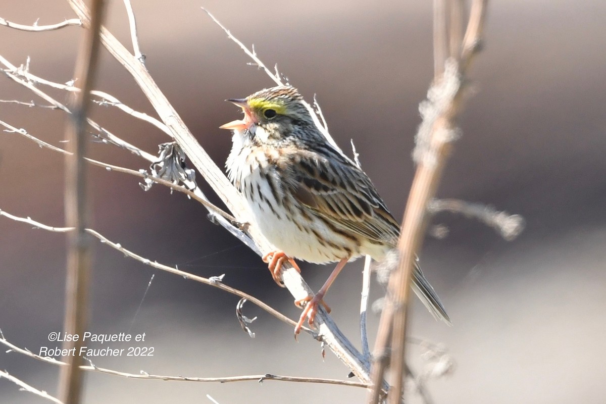 Savannah Sparrow - ML451603201