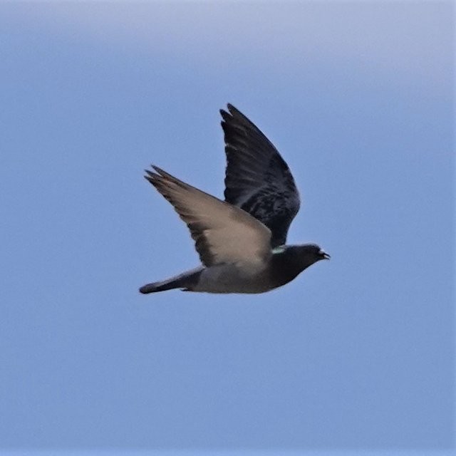 Rock Pigeon (Feral Pigeon) - ML451603341